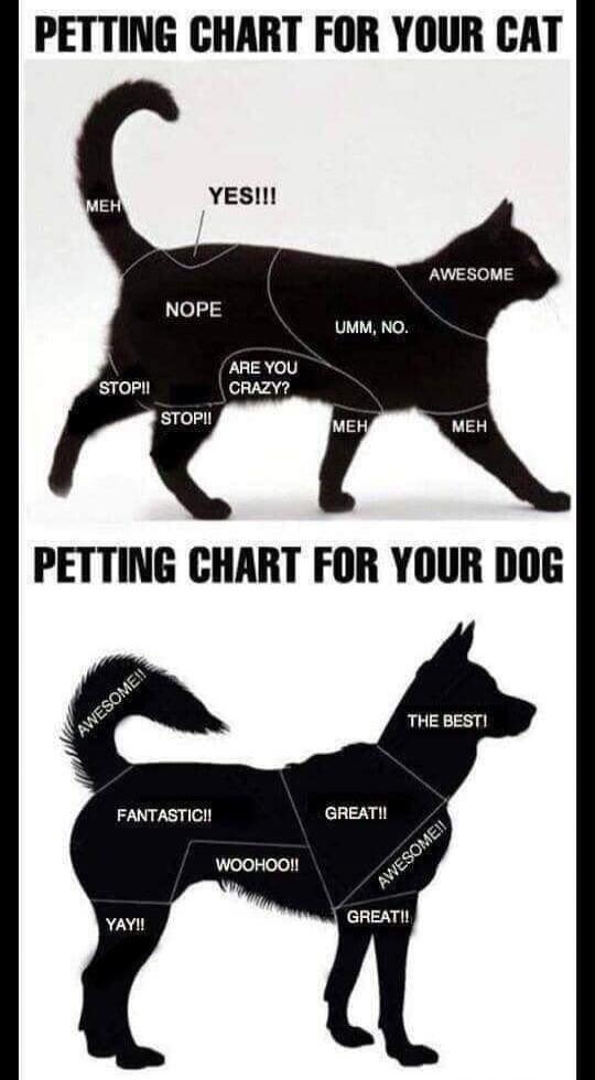 PETTING CHART FOR YOUR CAT MEH YES!!! NOPE ARE YOU CRAZY? STOP!! UMM, NO. AWESOME PETTING CHART FOR YOUR DOG AWESOME!! FANTASTIC!! WOOHOO!! YAY!! GREAT!! THE BEST!