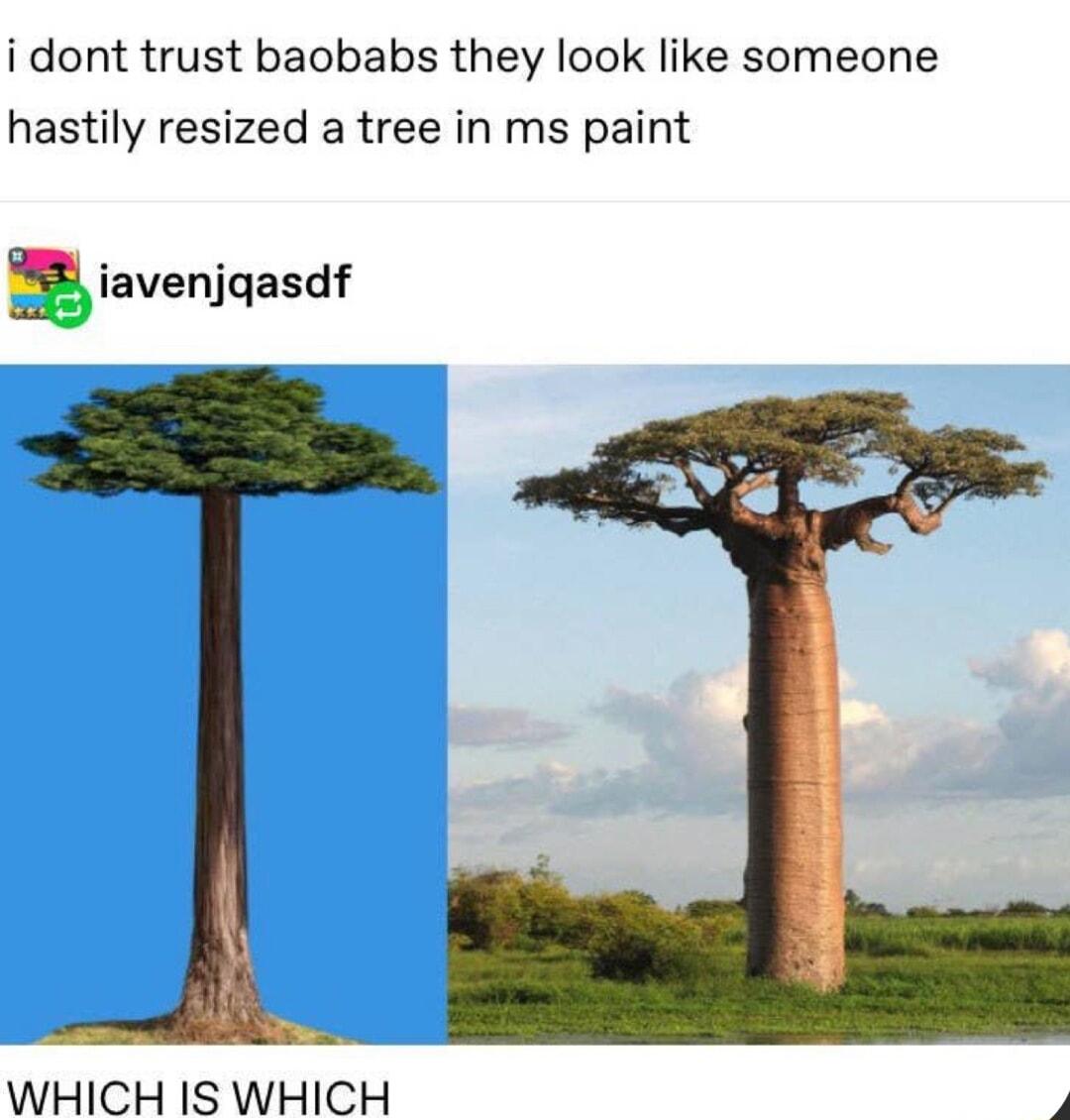 i dont trust baobabs they look like someone hastily resized a tree in ms paint siavenjqasdf WHICH IS WHICH i