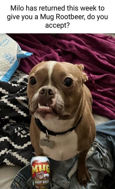 Milo has returned this week to give you a Mug Rootbeer do you accept noor BE