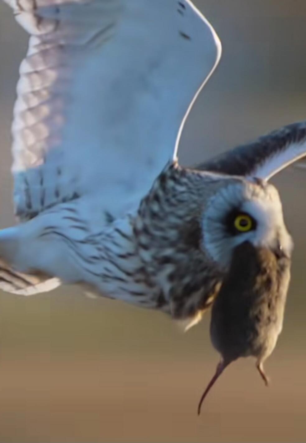 An owl is flying and carrying a mouse in its beak.
