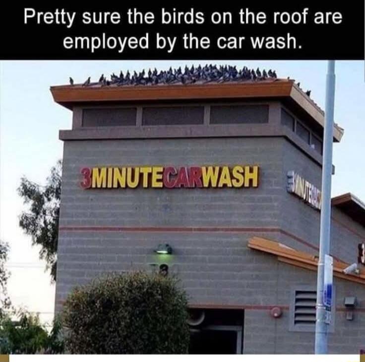 Pretty sure the birds on the roof are employed by the car wash MINUTE WASH