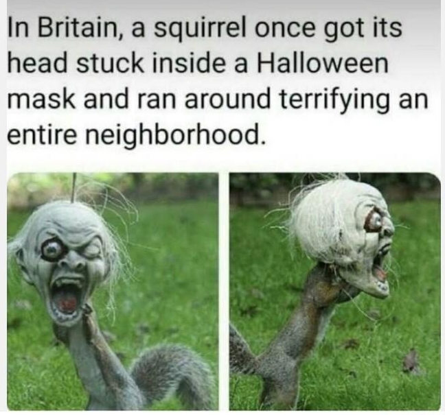 mrwtffacts In Britain a squirrel once got its head stuck inside a Halloween mask and ran around terrifying an entire neighborhood