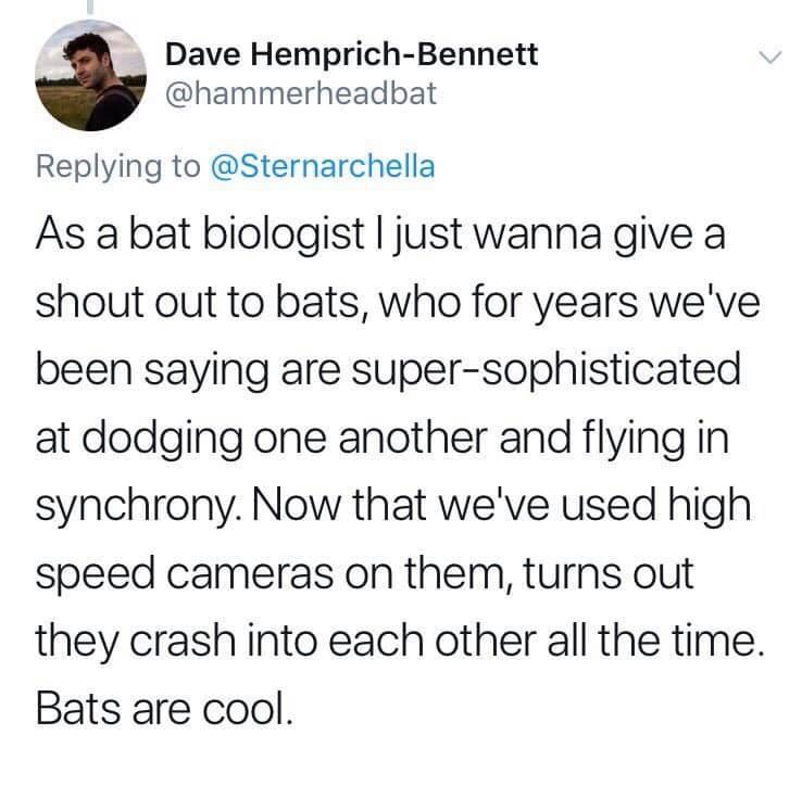 Dave Hemprich Bennett hammerheadbat Replying to Sternarchella As a bat biologist just wanna give a shout out to bats who for years weve been saying are super sophisticated at dodging one another and flying in synchrony Now that weve used high speed cameras on them turns out they crash into each other all the time Bats are cool