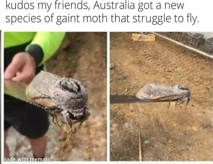 kudos my friends Australia got a new species of gaint moth that struggle to fly