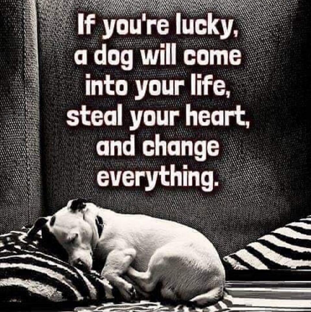 If you're lucky, a dog will come into your life, steal your heart, and change everything.