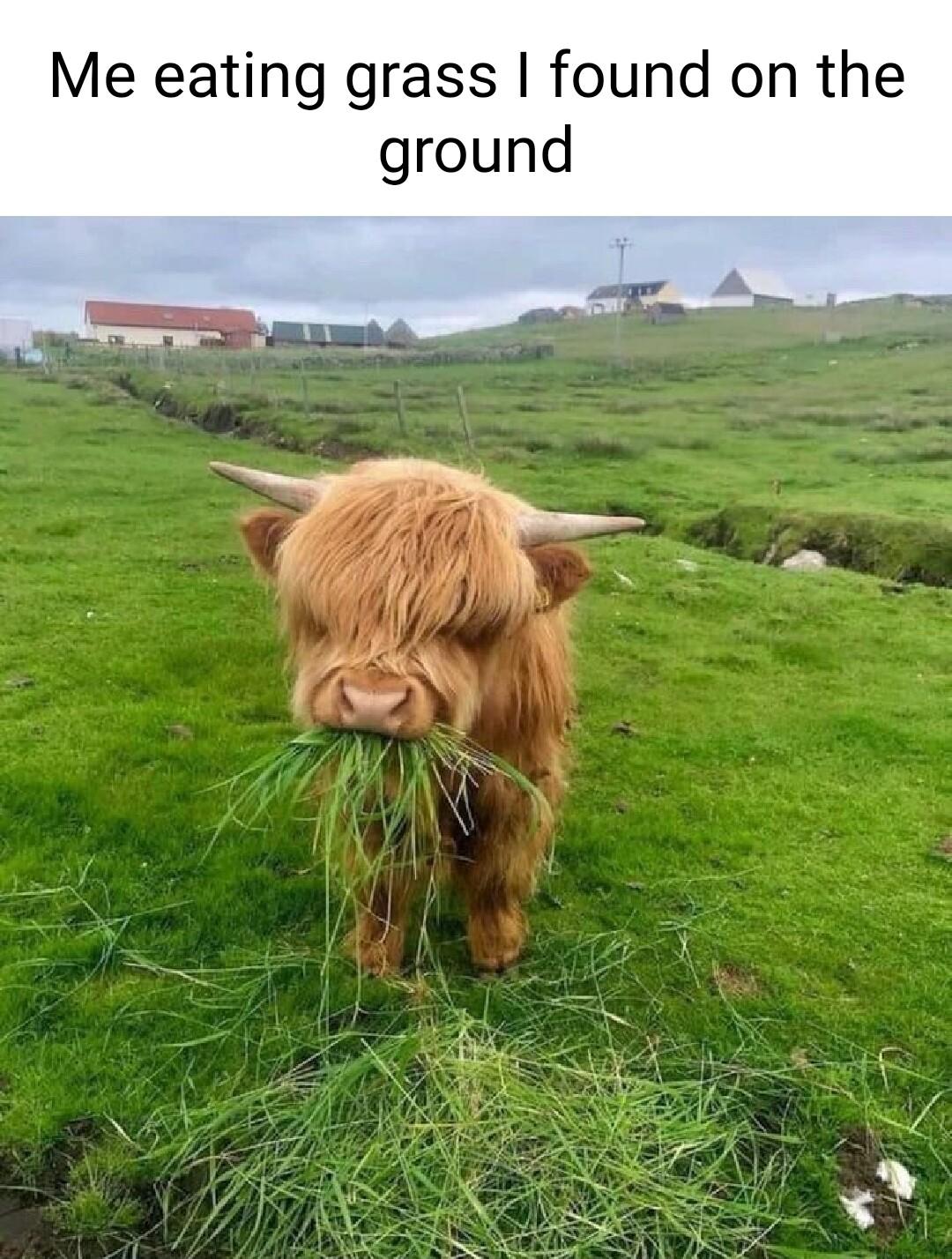 Me eating grass found on the ground