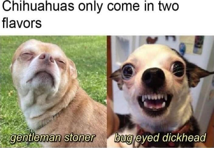 hihuahuas only come in two flavors A e tl Tman so beryeddcmead