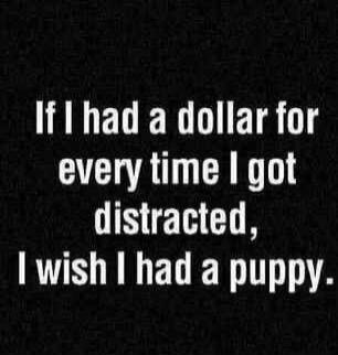 If I had a dollar for every time I got distracted, I wish I had a puppy.