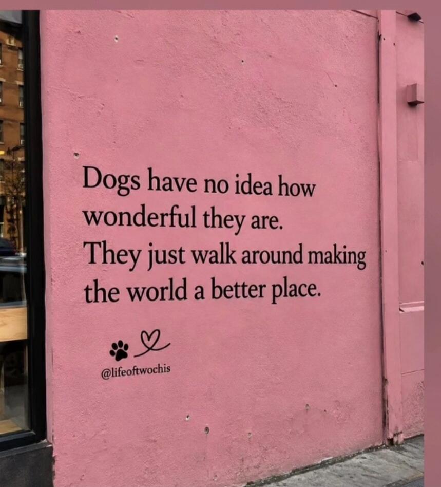 Dogs have no idea how wonderful they are. They just walk around making the world a better place. @lifeoftwochis