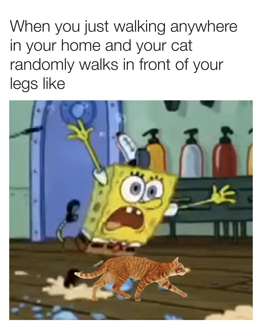 When you just walking anywhere in your home and your cat randomly walks in front of your legs like wWwg