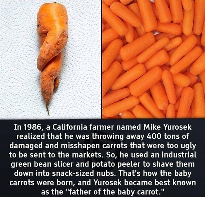 JURELIHEN 1N LTNIER CTo I EL EL IR TAEE S CEFLLRGE I EVERR QUL FETE IR R G B damaged and misshapen carrots that were too ugly to be sent to the markets So he used an industrial green bean slicer and potato peeler to shave them down into snack sized nubs Thats how the baby carrots were born and Yurosek became best known as the father of the baby carrot