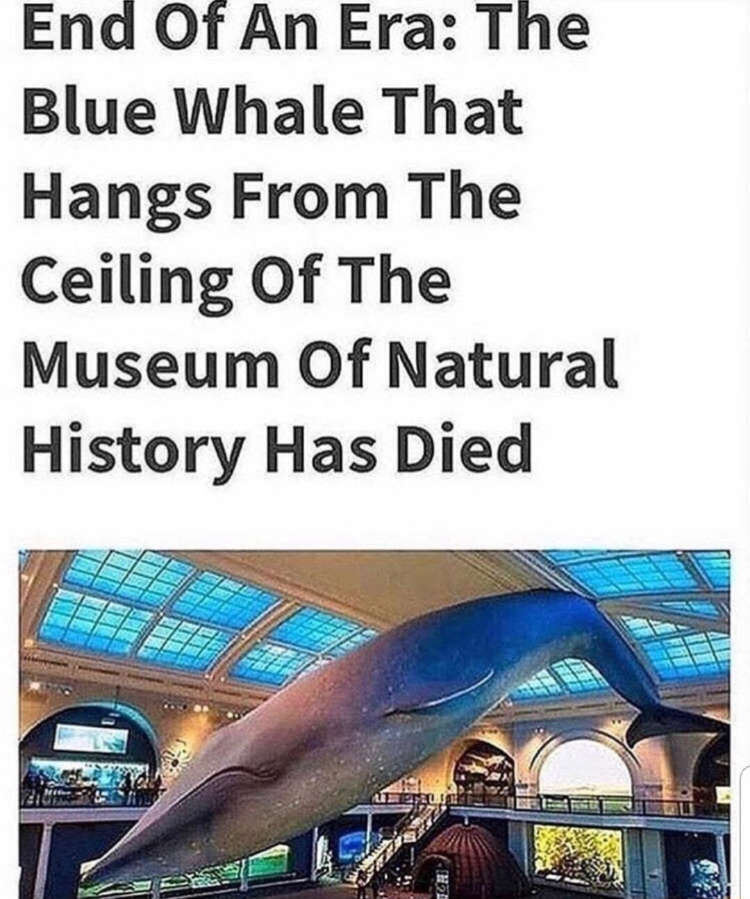 End Of An Era The Blue Whale That Hangs From The Ceiling Of The Museum Of Natural History Has Died