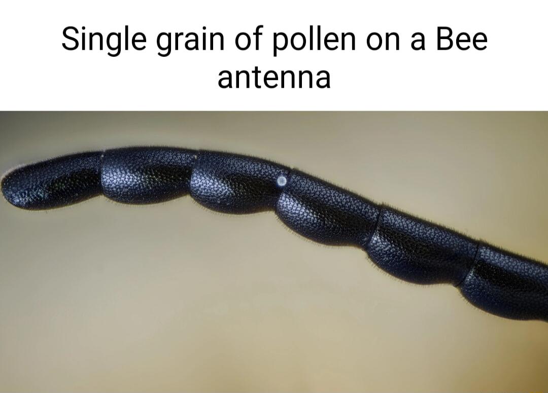 Single grain of pollen on a Bee antenna