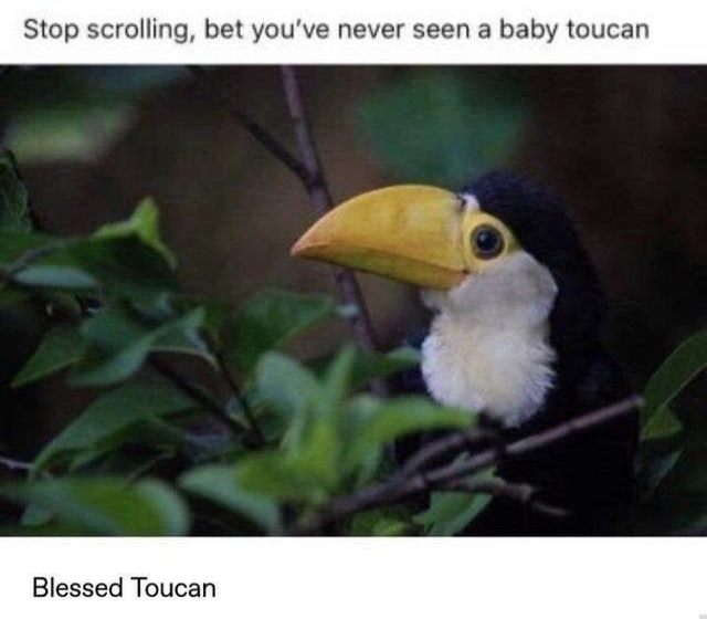blessedimagesblog Stop scrolling bet youve never seen a baby toucan Blessed Toucan dime