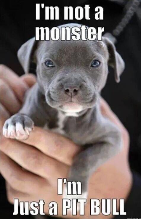 I'm not a monster I'm Just a PIT BULL