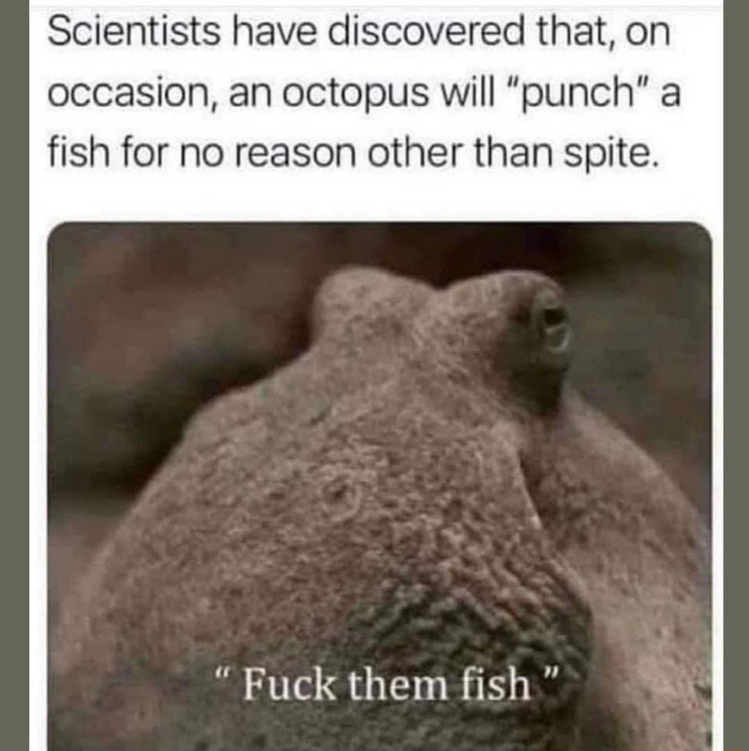 Scientists have discovered that on occasion an octopus will punch a fish for no reason other than spite Fuck them fish Ul