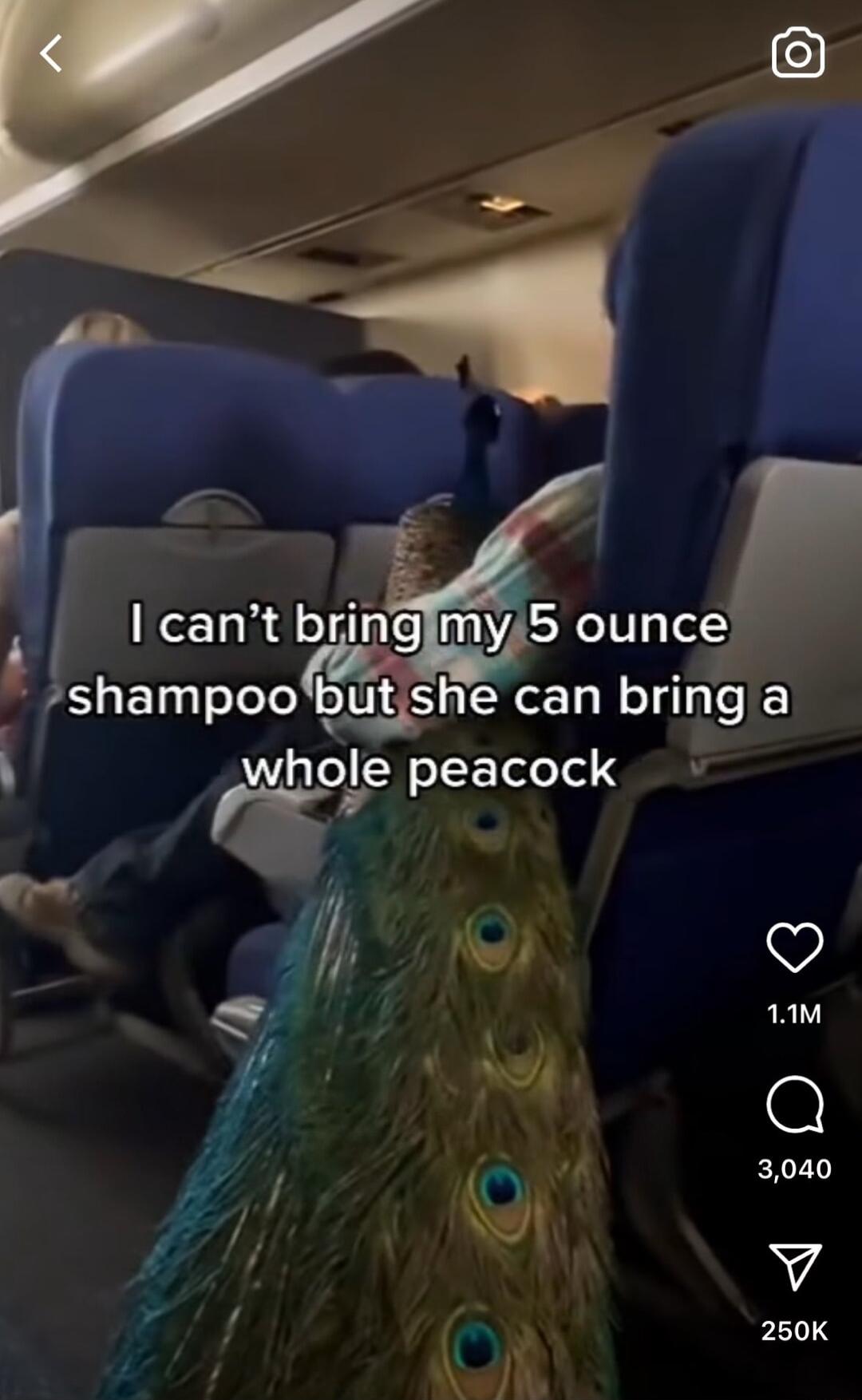 shampoobutshe can bring a whoe peacock i Q i 1M I A 3040 9 N4