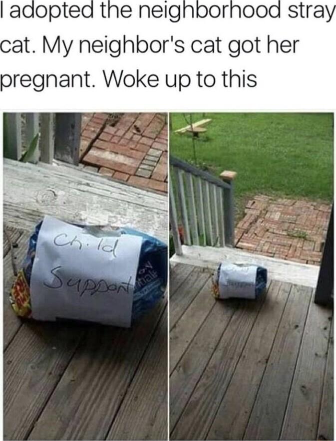 at My neighbors cat got her pregnant Woke up to this