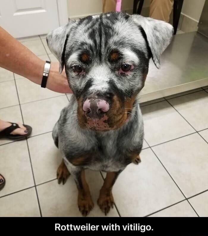 Rottweiler with vitiligo