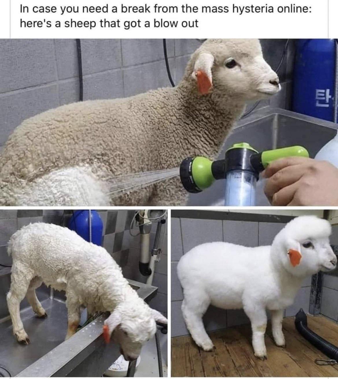 In case you need a break from the mass hysteria online heres a sheep that got a blow out
