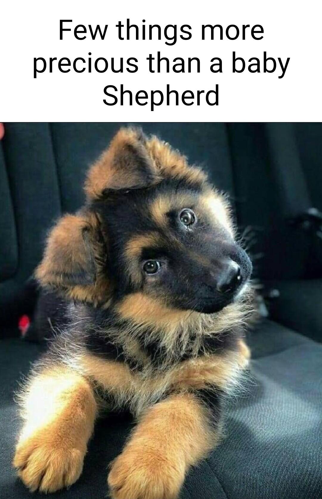 Few things more precious than a baby Shepherd