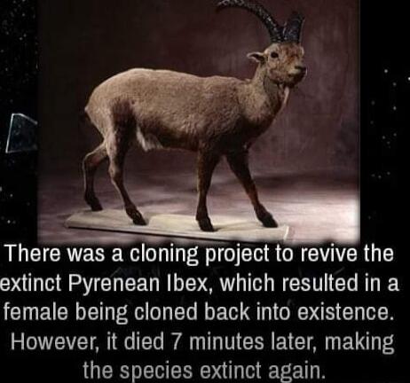 There was a cloning project to revive the extinct Pyrenean Ibex which resulted in a female being cloned back into existence However it died 7 minutes later making the species extinct again