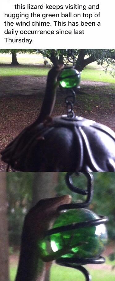 this lizard keeps visiting and hugging the green ball on top of the wind chime This has been a daily occurrence since last Thursday