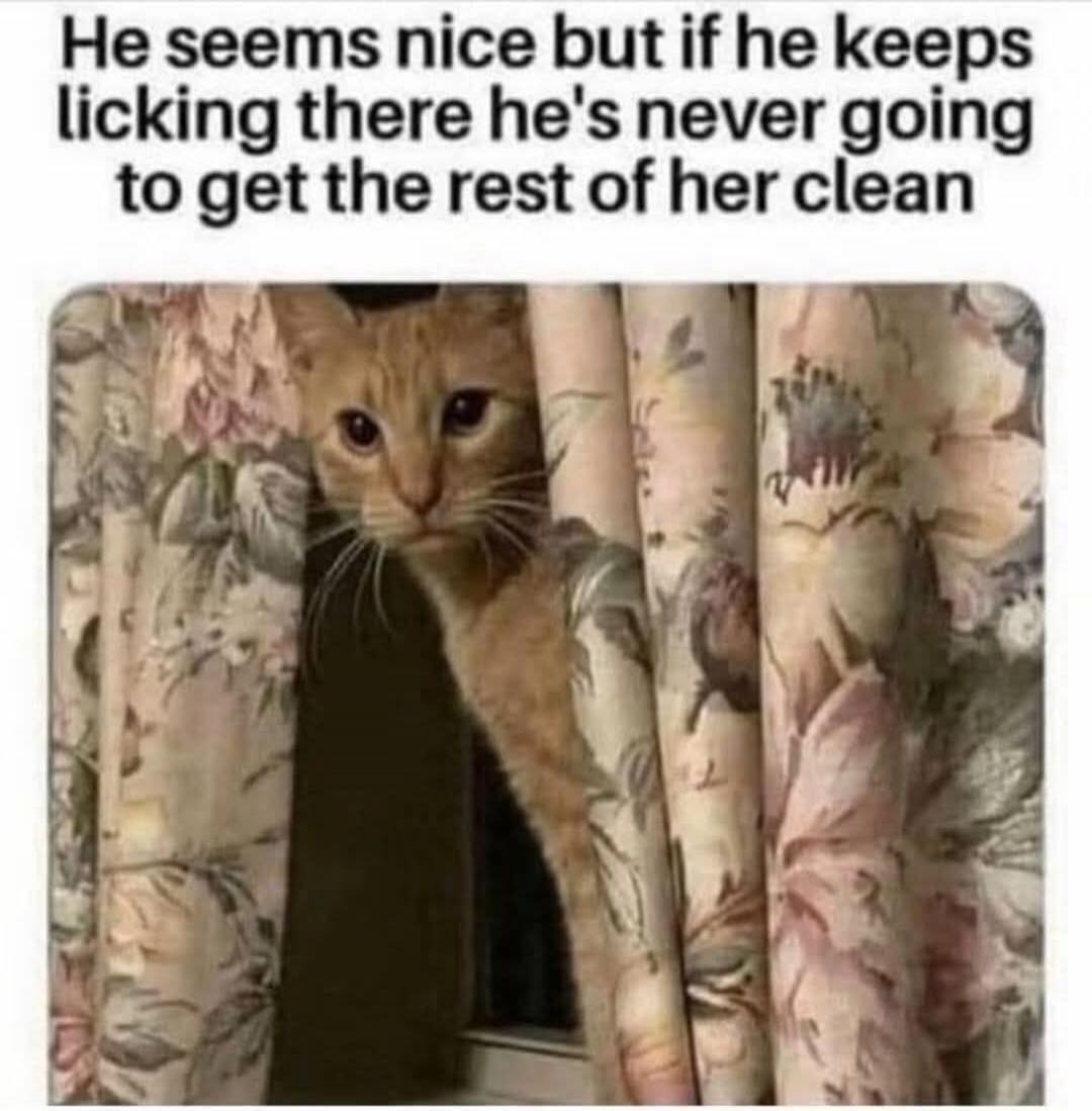 He seems nice but if he keeps licking there he's never going to get the rest of her clean