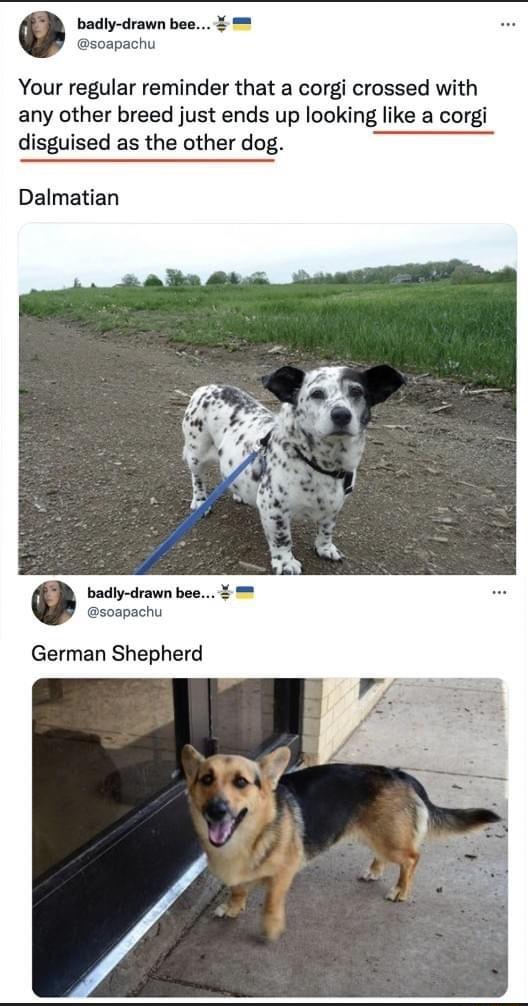 Your regular reminder that a corgi crossed with any other breed just ends up looking like a corgi disguised as the other dog Dalmatian German Shepherd