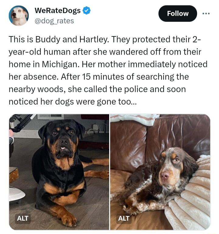 WeRateDogs m dog rates This is Buddy and Hartley They protected their 2 year old human after she wandered off from their home in Michigan Her mother immediately noticed her absence After 15 minutes of searching the nearby woods she called the police and soon noticed her dogs were gone too