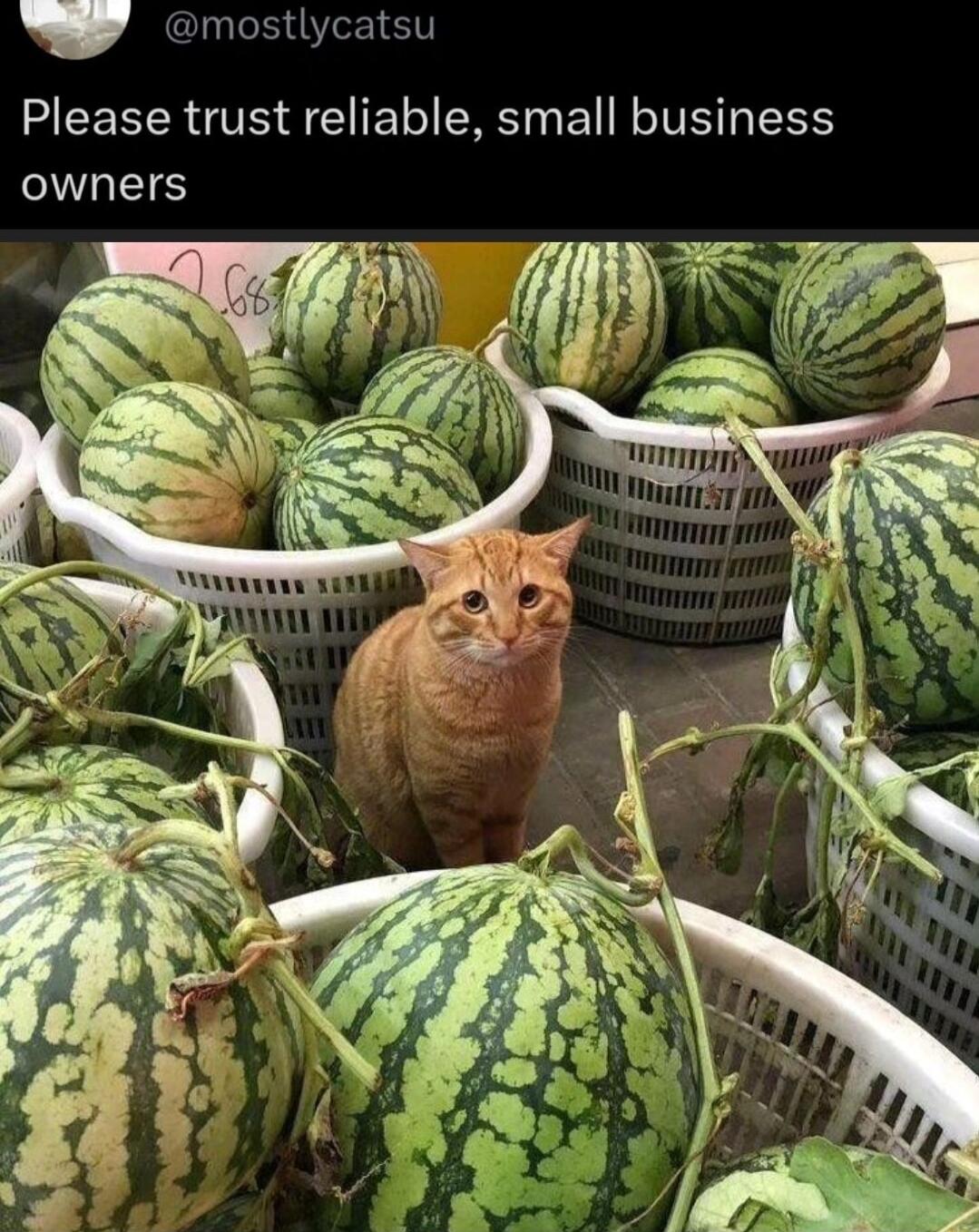 mostlycatsu Please trust reliable small business GITS