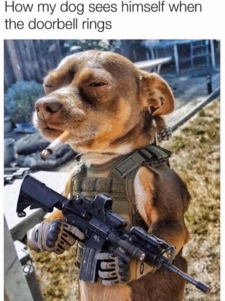 How my dog sees himself when the doorbell rings