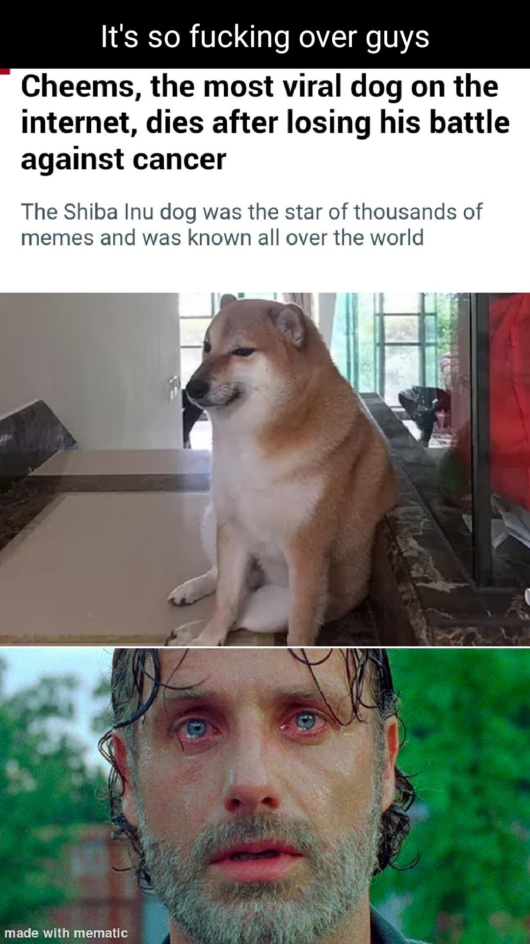 Its so fucking over guys Cheems the most viral dog on the internet dies after losing his battle against cancer The Shiba Inu dog was the star of thousands of memes and was known all over the world made with mematic