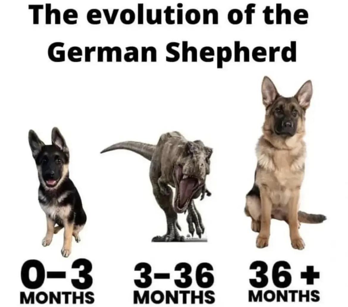 The evolution of the German Shepherd 0 3 3 36 36 MONTHS MONTHS MONTHS