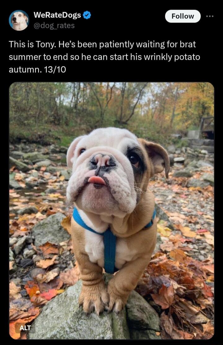 WeRateDogs wdog rate This is Tony Hes been patiently waiting for brat summer to end so he can start his wrinkly potato autumn 1310