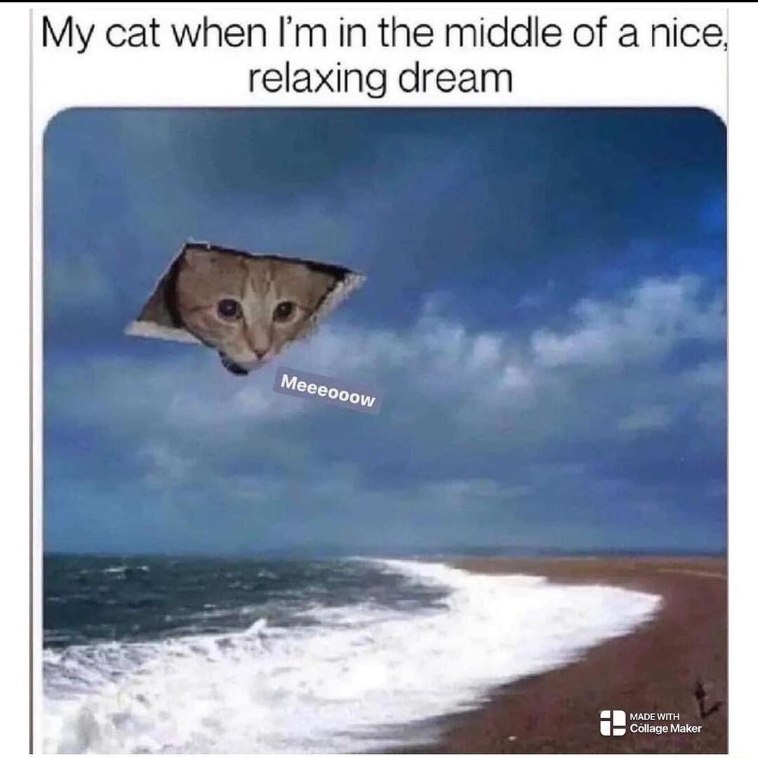 My cat when Im in the middle of a nice relaxing dream
