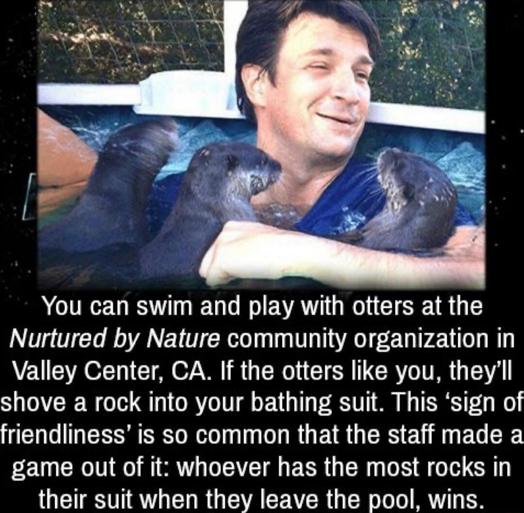 You can swim and play with otters at the Nurtured by Nature community organization in Valley Center CA If the otters like you theyll shove a rock into your bathing suit This sign of friendliness is so common that the staff made a game out of it whoever has the most rocks in their suit when they leave the pool wins