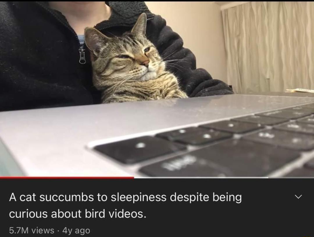 A cat succumbs to sleepiness despite being curious about bird videos 57M vie 4y ago