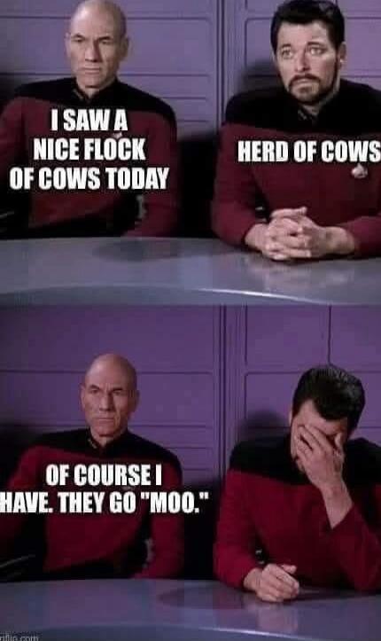 I SAW A NICE FLOCK OF COWS TODAY
HERD OF COWS
OF COURSE I HAVE, THEY GO 