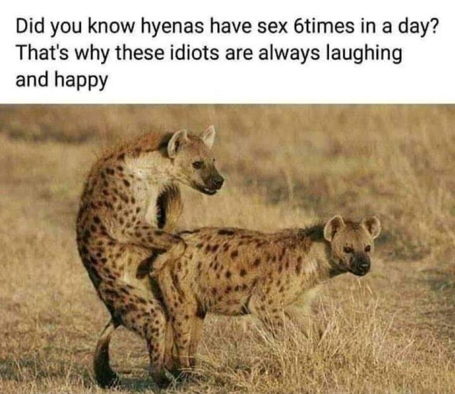 Did you know hyenas have sex 6 times in a day? That's why these idiots are always laughing and happy