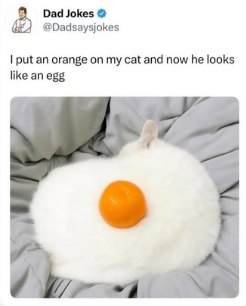 I put an orange on my cat and now he looks like an egg