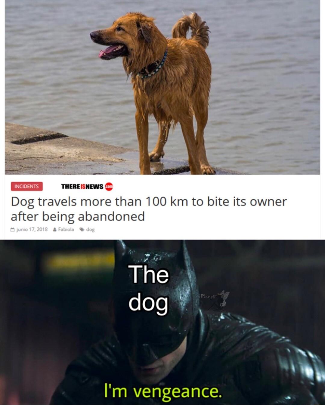 Dog travels more than 100 km to bite its owner after being abandoned Im vengeance
