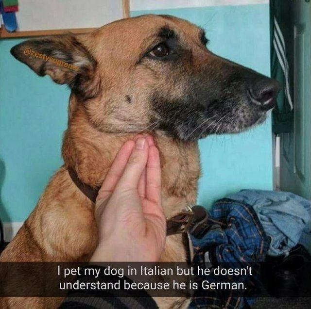 m pet my dog in Italian but he doesnt understand because he is German 7