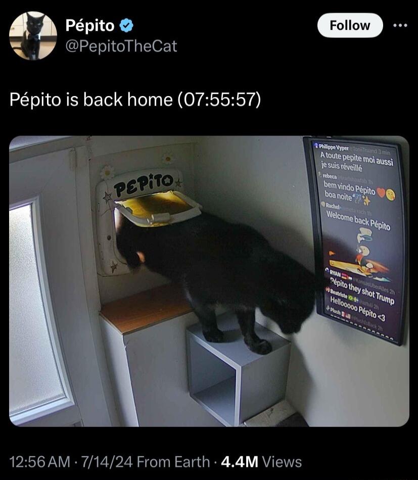 Ppito PepitoTheCat Ppito is back home 075557 1256 AM 71424 From Earth 44M Views