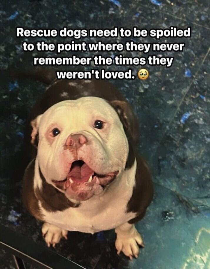 Rescue dogs need to be spoiled to the point where they never remember the times they weren't loved. 😥