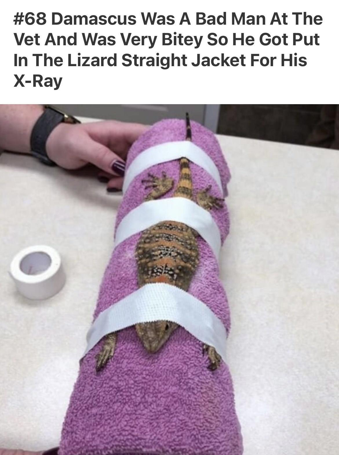 68 Damascus Was A Bad Man At The Vet And Was Very Bitey So He Got Put In The Lizard Straight Jacket For His X Ray