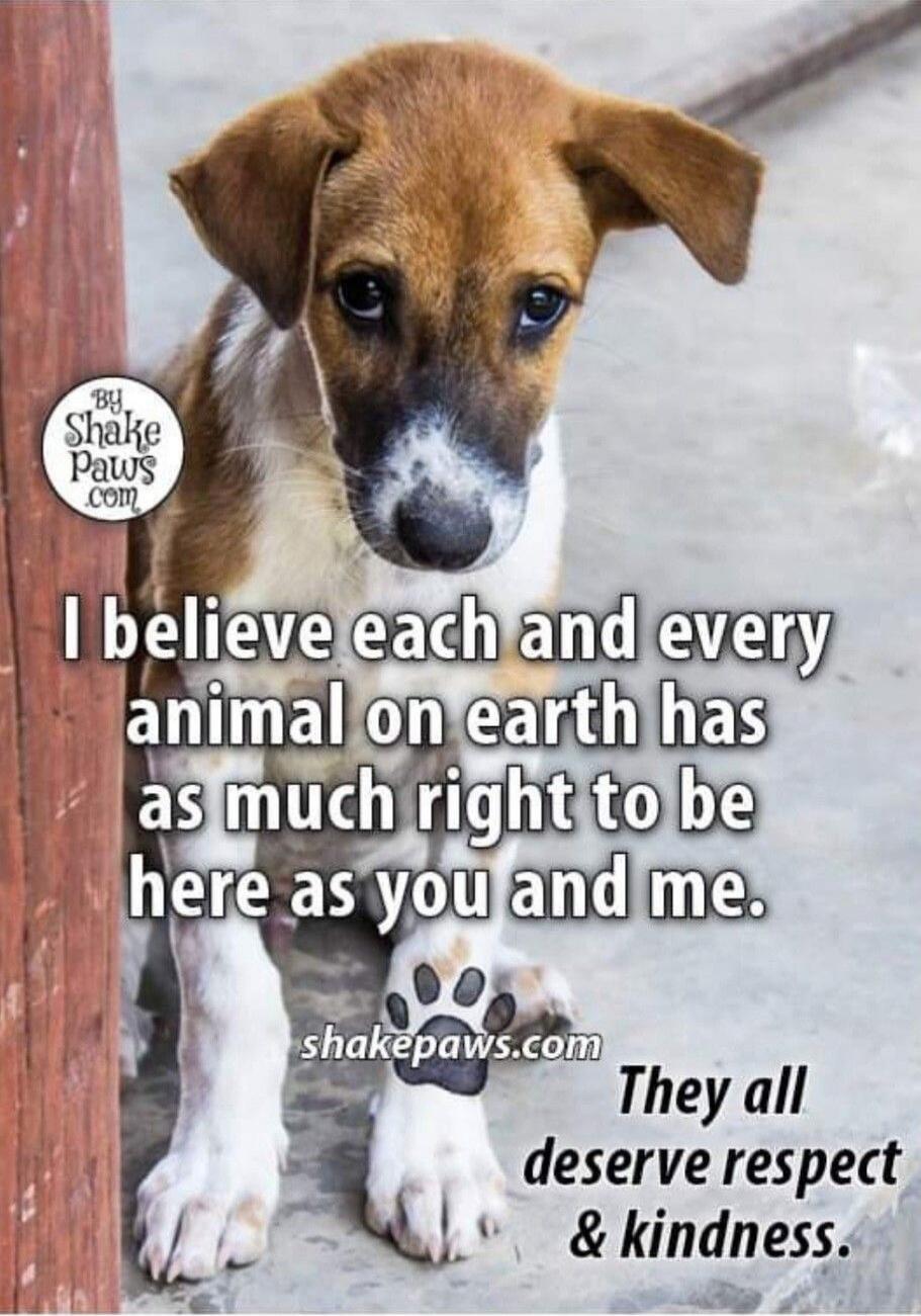I believe each and every animal on earth has as much right to be here as you and me. They all deserve respect & kindness.