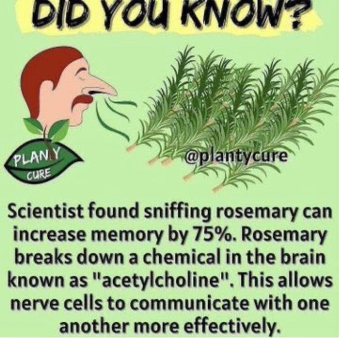 LIL YOU KVOWY Scientist found sniffing rosemary can increase memory by 75 Rosemary breaks down a chemical in the brain known as acetylcholine This allows nerve cells to communicate with one another more effectively