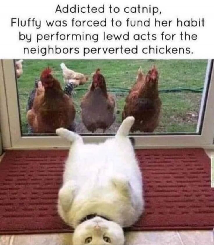 Addicted to catnip, Fluffy was forced to fund her habit by performing lewd acts for the neighbors perverted chickens.