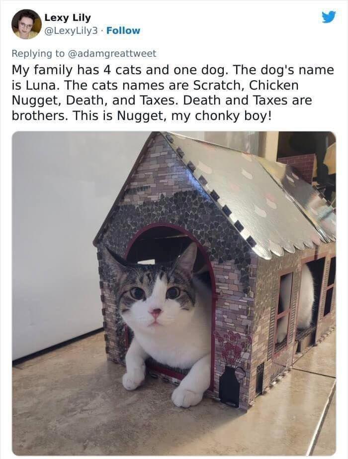 nlexylliy 2 LexyLily3 Follow Replying to adamgreattweet My family has 4 cats and one dog The dogs name is Luna The cats names are Scratch Chicken Nugget Death and Taxes Death and Taxes are brothers This is Nugget my chonky boy